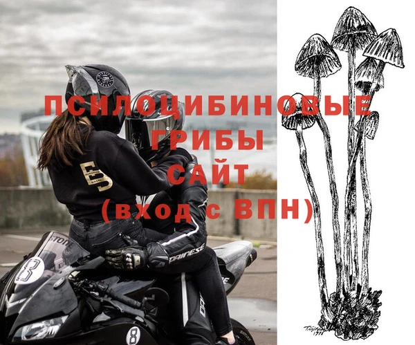 стаф Аркадак