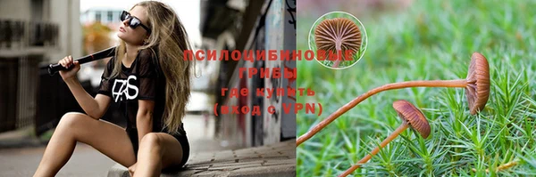 стаф Аркадак